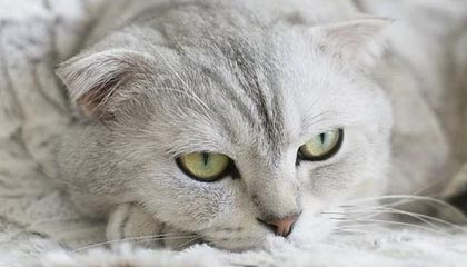 爱游戏体育_ 世界共青团马拉松赛，团结与梦想的奔跑，世界马拉松协会