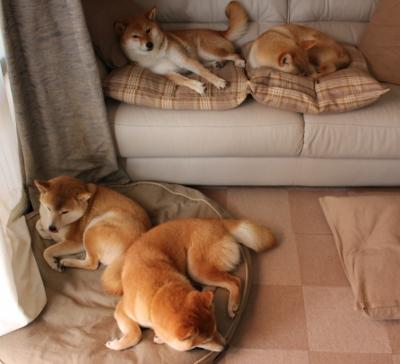 “世界巡回:穿越五大洲的极限速度之旅”