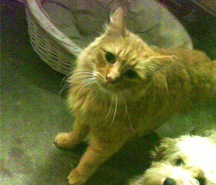 福布斯榜单：车手商业影响力分析，世界顶级车手