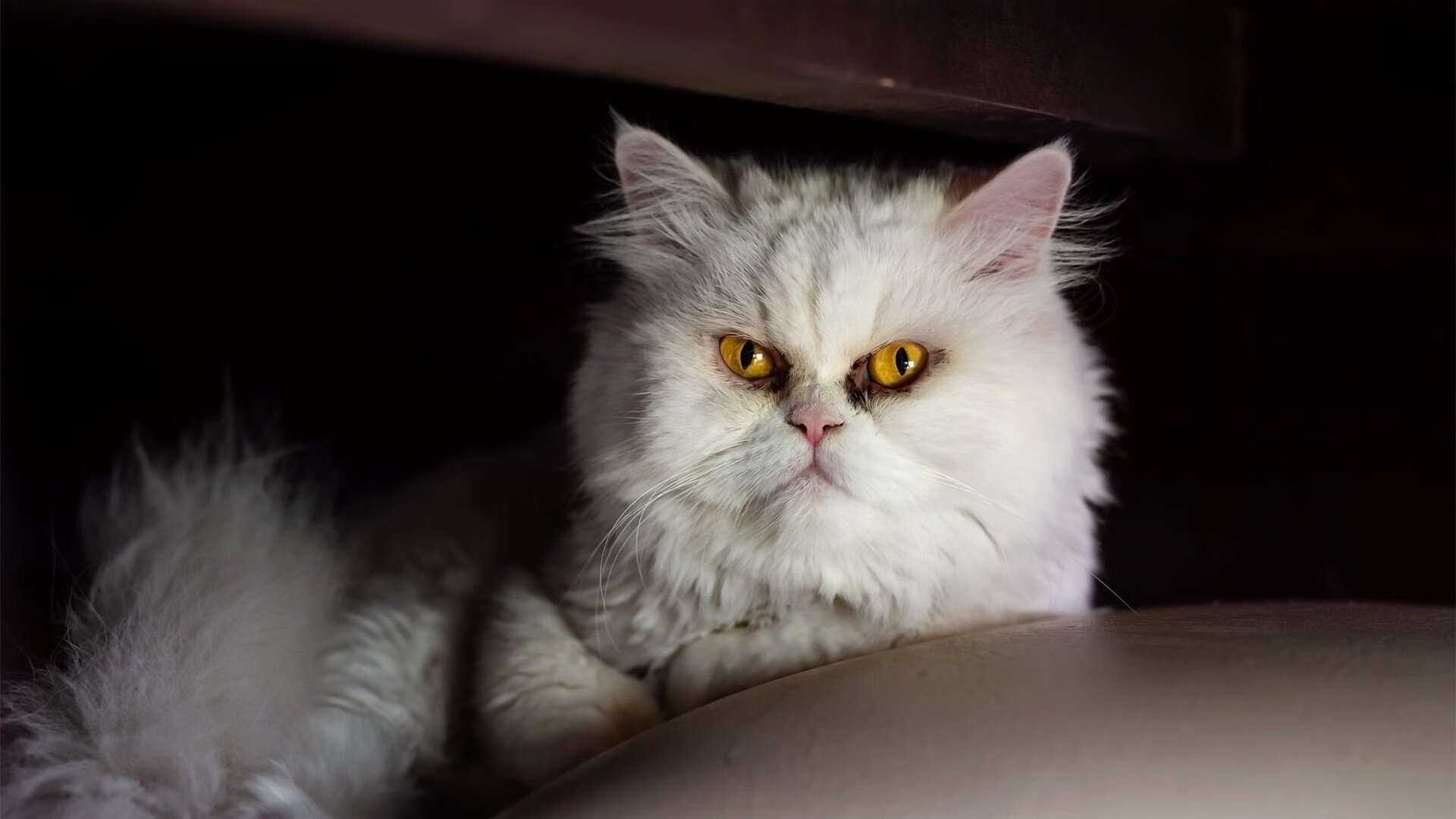 西汉姆联新援首秀，收获满堂彩，西汉姆联视频