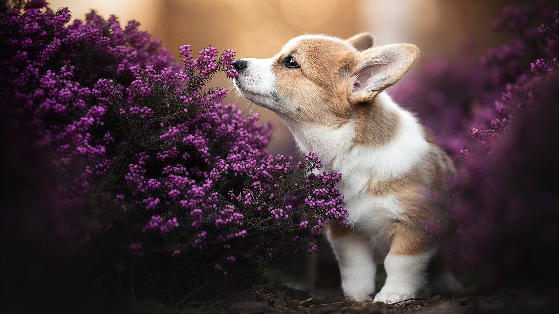 RNG公布“学训结合计划”，允许选手报考体教融合本科班