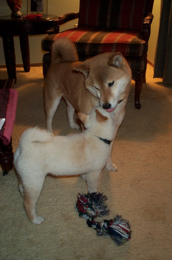 中国篮球运动赛事安全保障,中国篮球协会审定的最新《篮球竞赛规则》