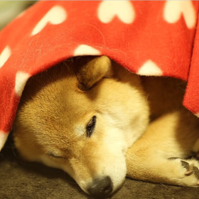 亚眠客场失利后调整，期待下一轮比赛，亚眠属于哪个国家