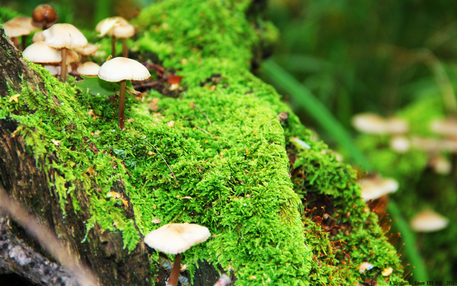 公牛险胜湖人，关键一役中德罗赞连续抢断建功，公牛德里克罗斯图片