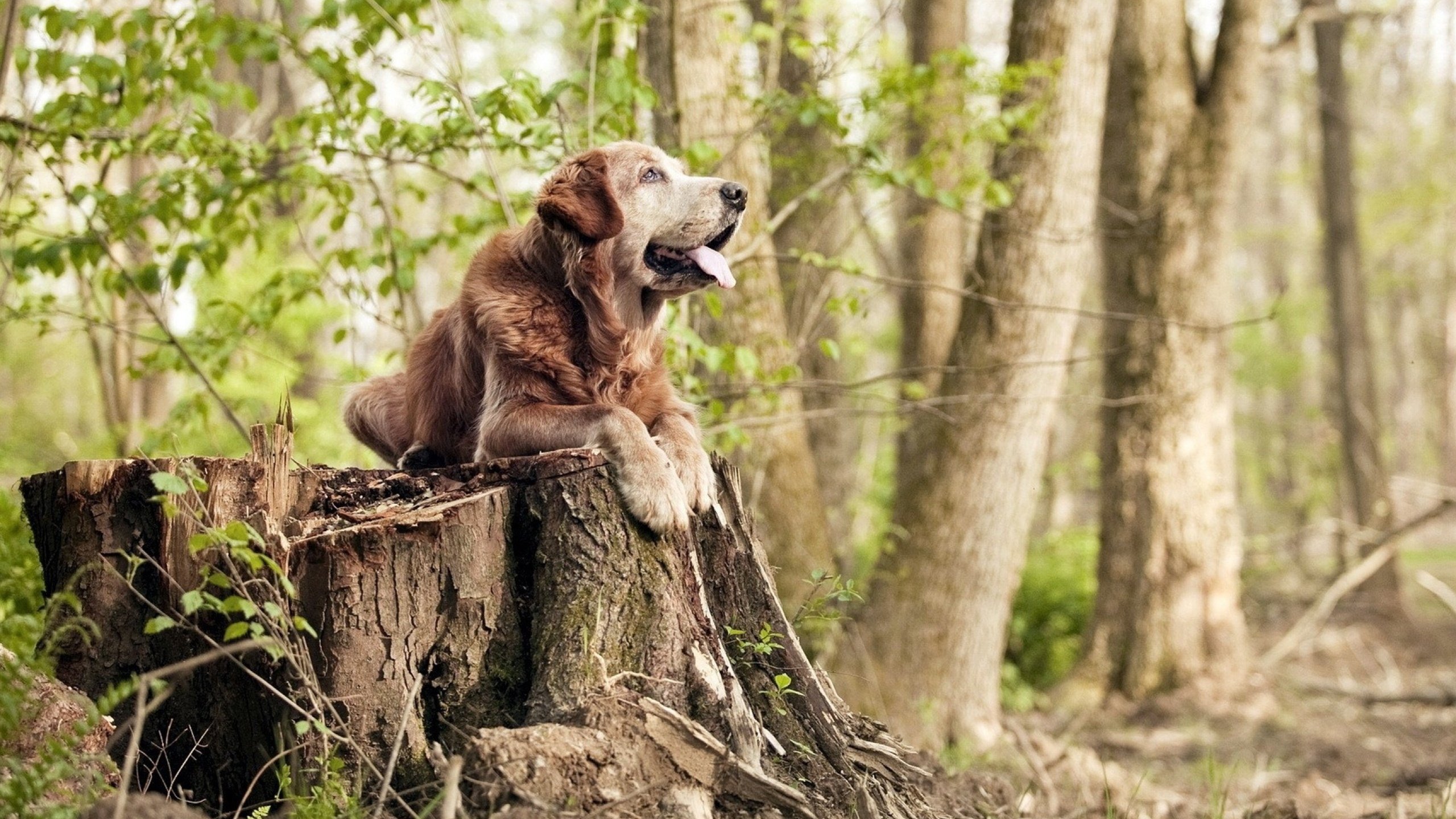 勒沃库森客场告负，战绩蒙上阴影，勒沃库森吧