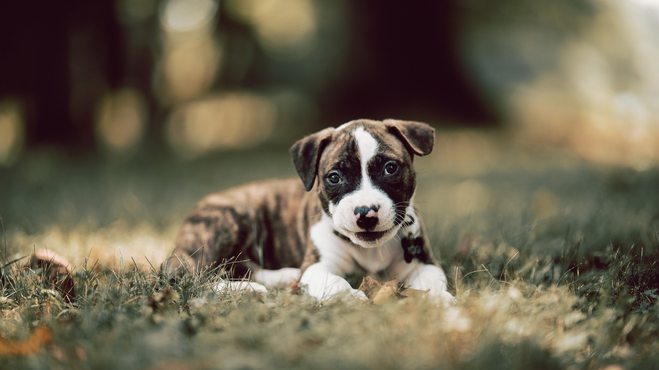 哥伦比亚队在巴黎奥运会比赛中展现出强大的远射能力，哥伦比亚奥运会赛程