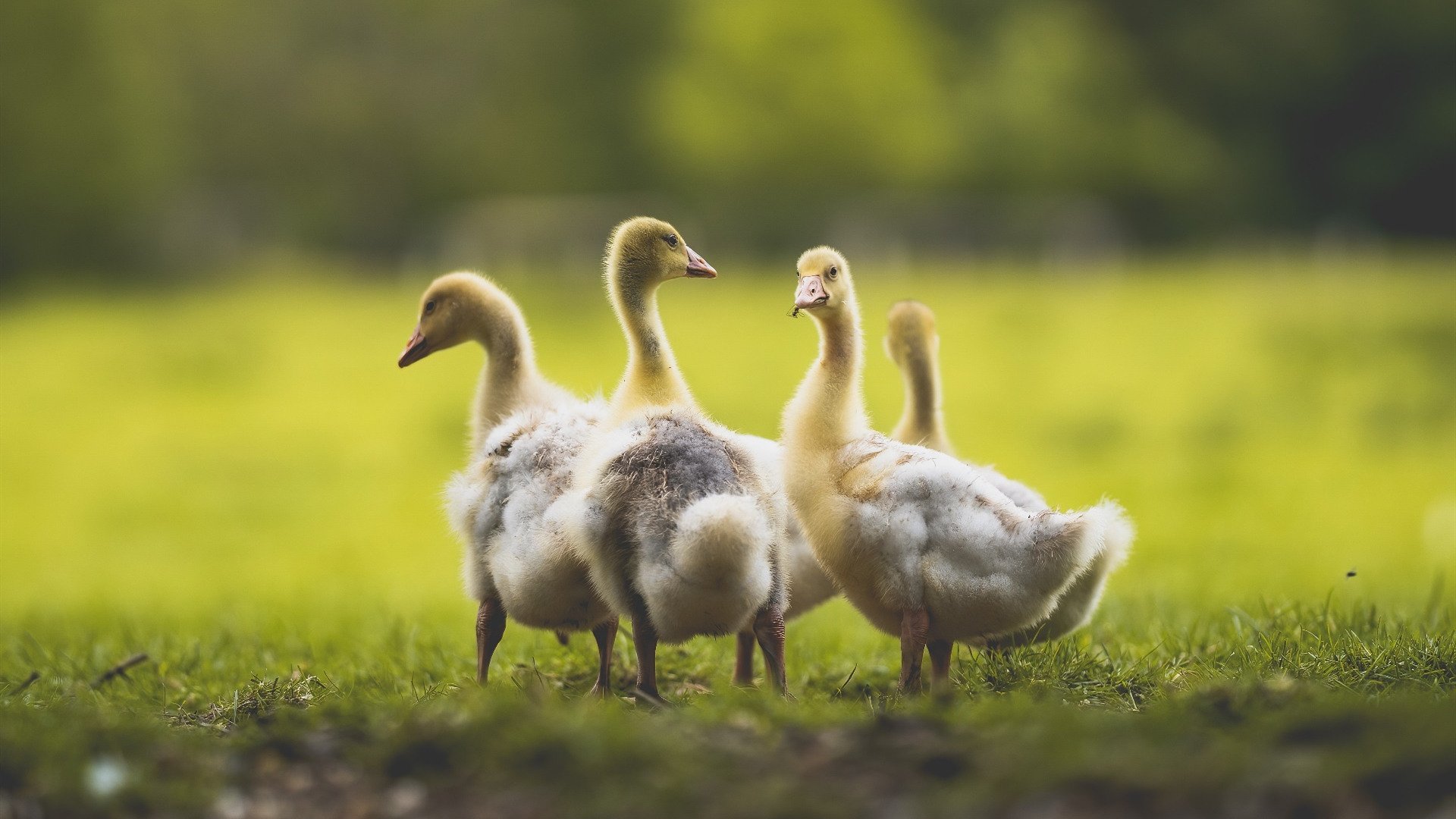 塞内加尔队中场罗德里格斯在巴黎奥运会上展现出强大的组织能力