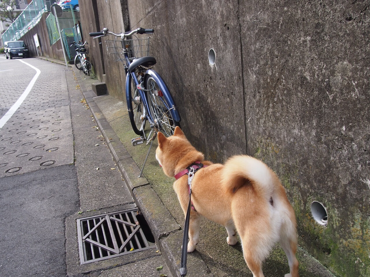 格鲁吉亚队员表现突出，实现惊险获胜，格鲁吉亚_