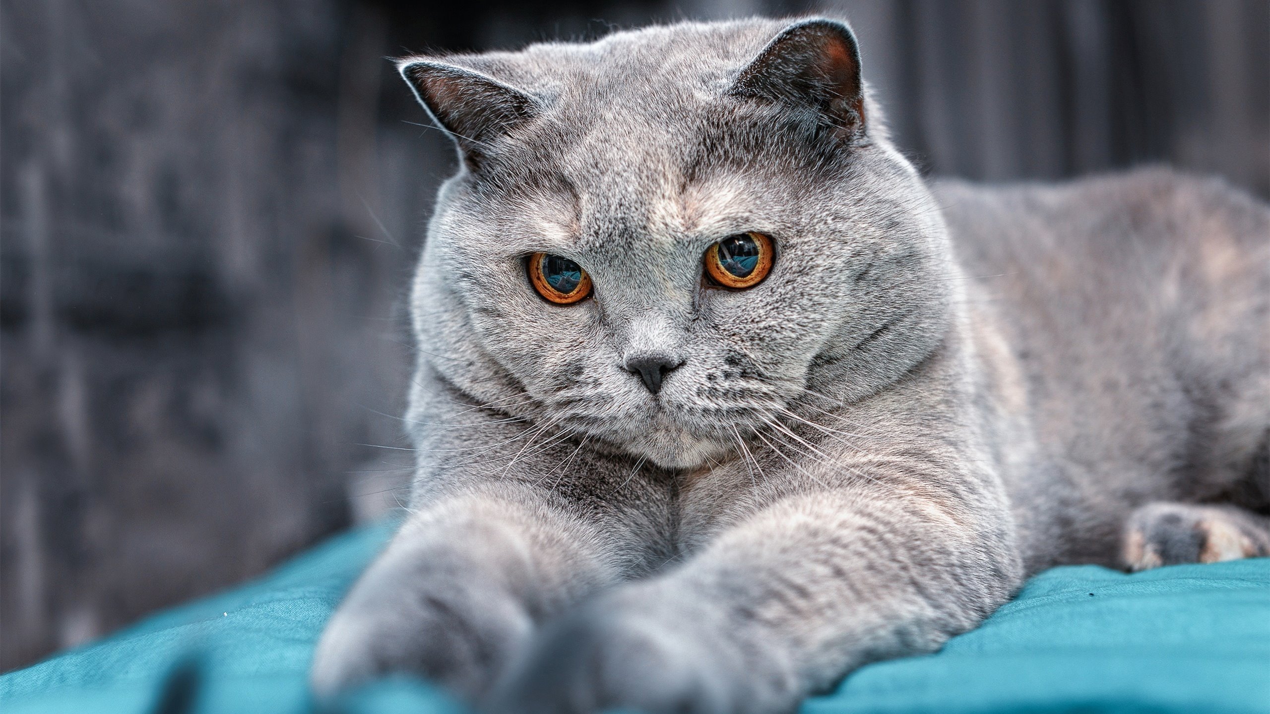 比利亚雷亚尔客场告捷，取得宝贵三分，比利亚雷亚尔吧