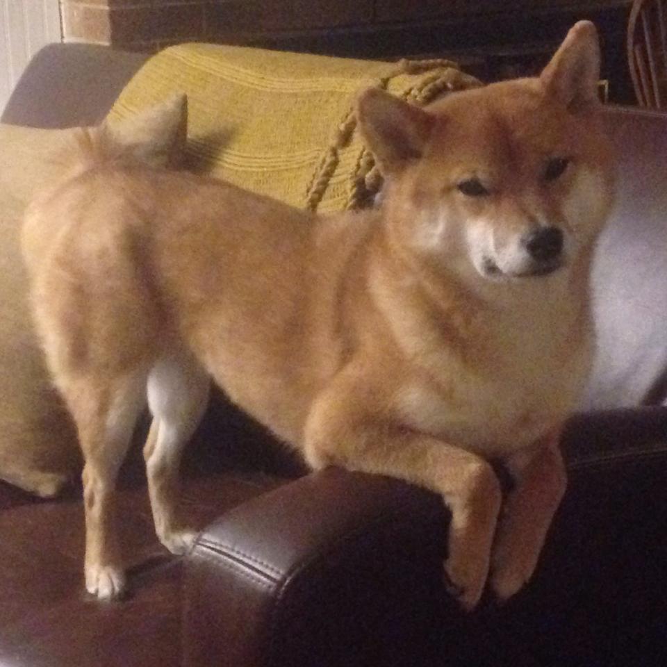 生力啤酒人球队体能状况良好,生力啤酒现状