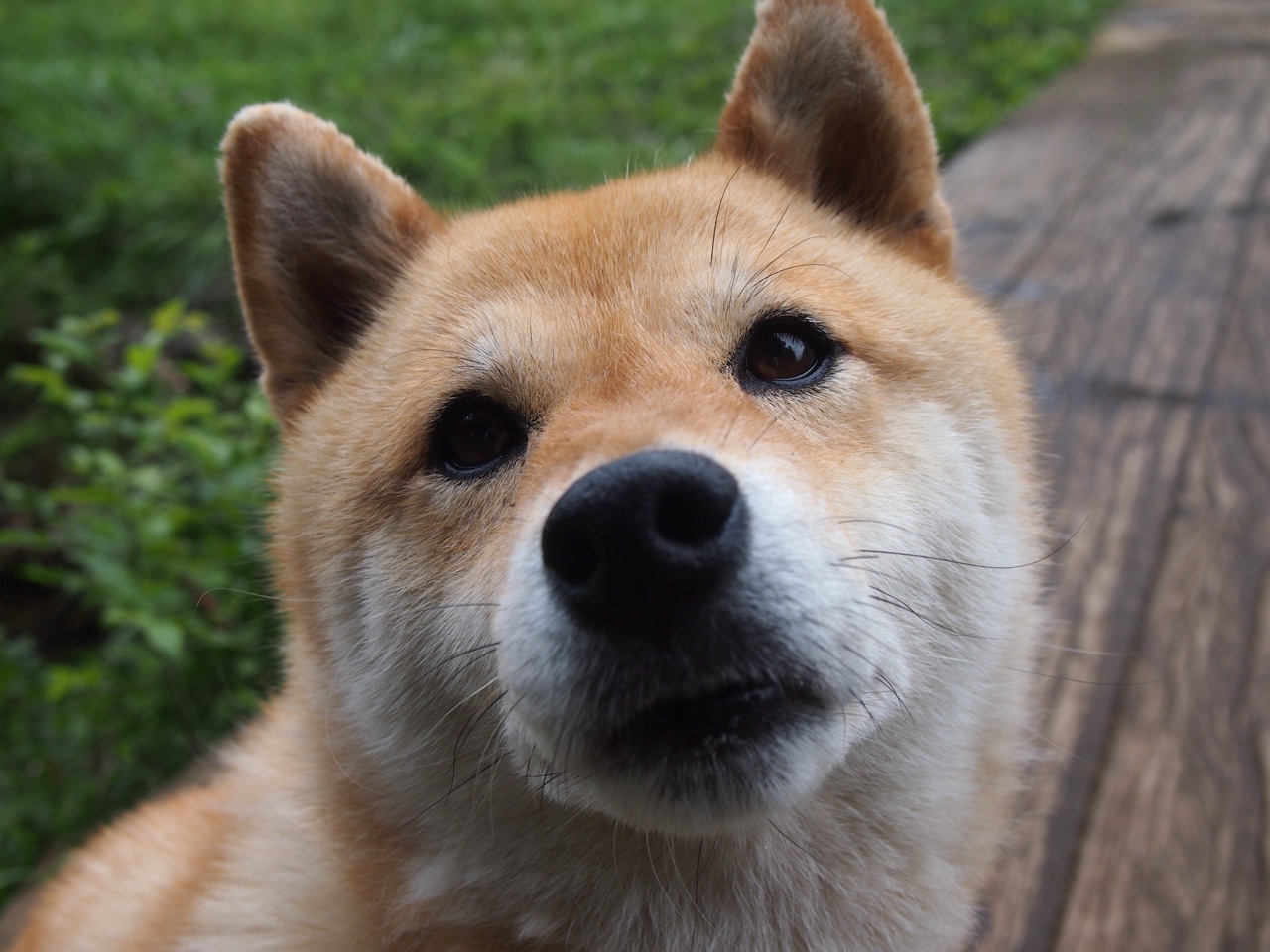 瓜帅酝酿权健冲击，巴萨迎新挑战，瓜帅执教巴萨