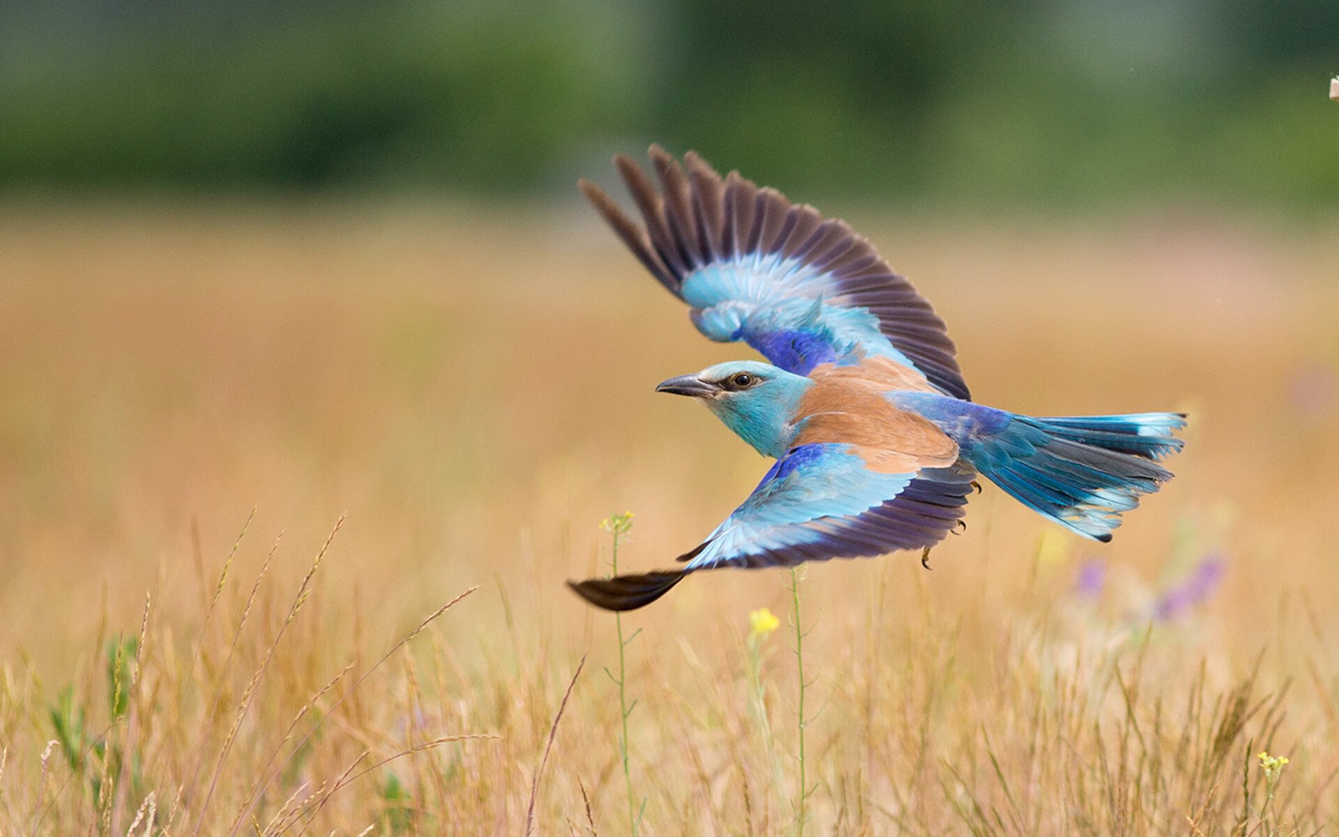 Chinese Taipei未来发展蓝图:从全能人才培养到赛事拓展,taipei of china