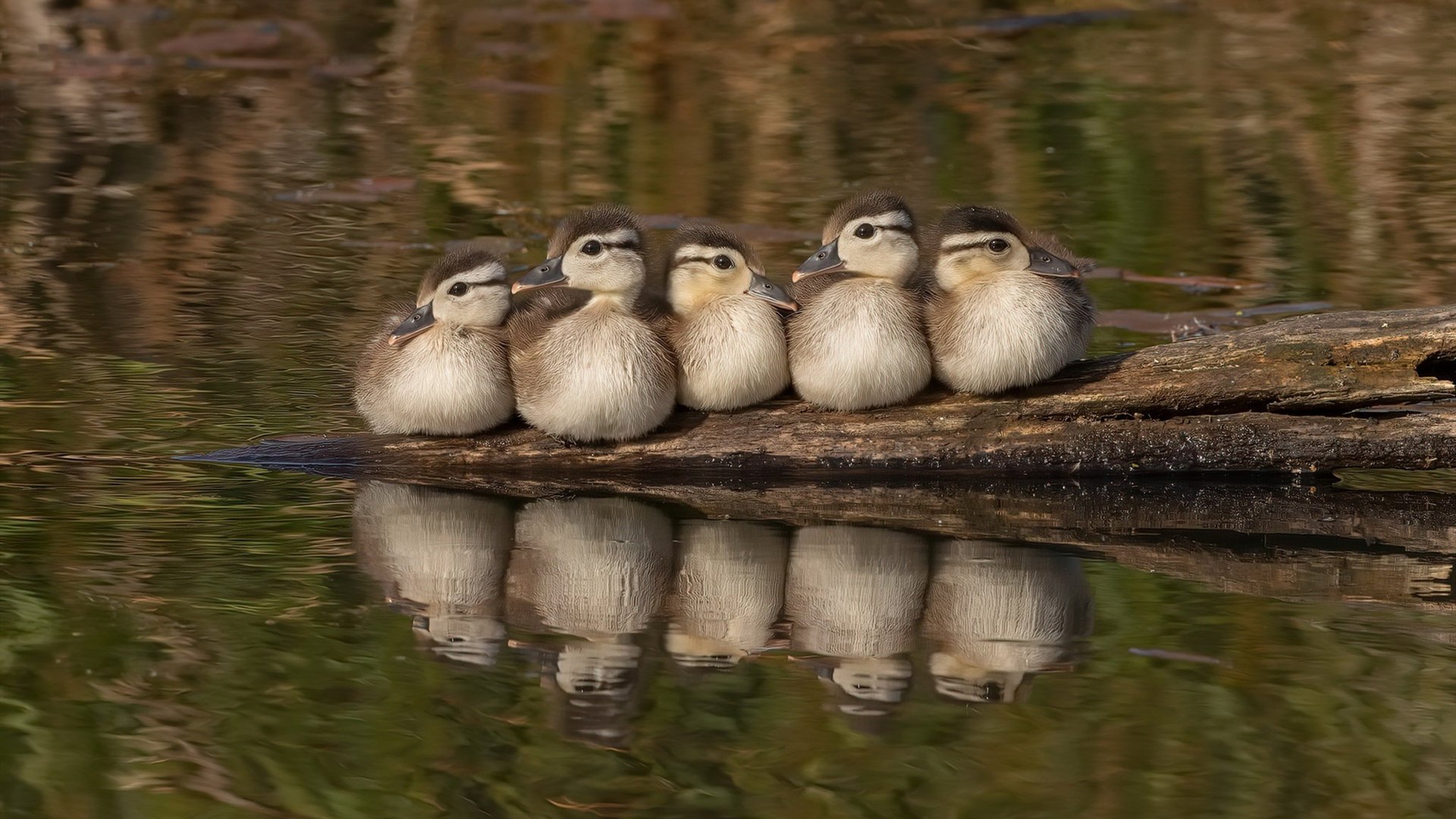 美国队在国际乒联混合团体世界杯中的战术创新与技术结合,美国乒乓球赛事