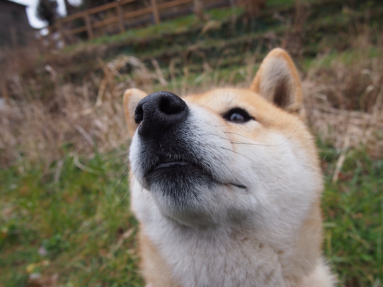 英超裁判评议制度改革建议，英超裁判主队