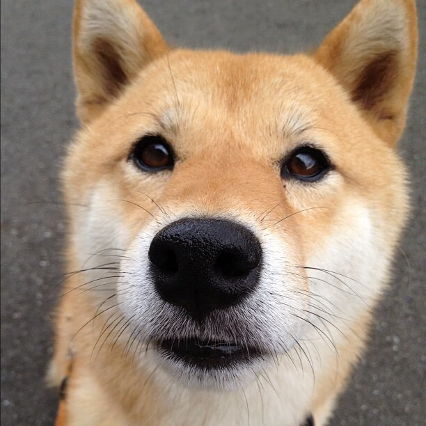 隆戈的橄榄球技巧与强大身体素质，让他成为无可替代的边锋，隆巴尔迪橄榄球教练